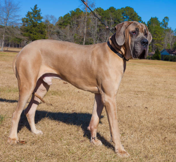 istock Tan purebred Great Dane male 914876840