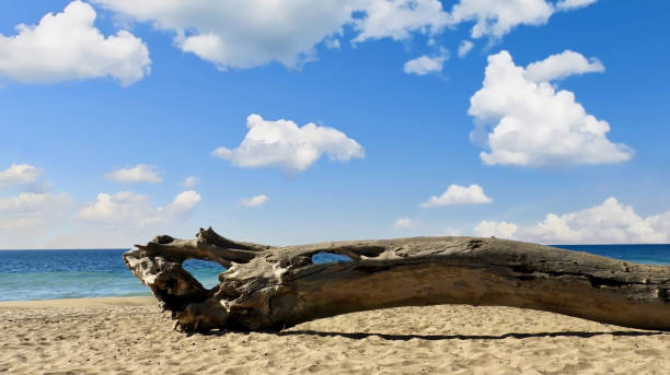 Driftwood Front stock photo