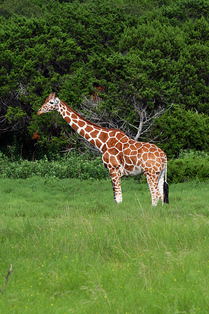 Giraffe stock photo