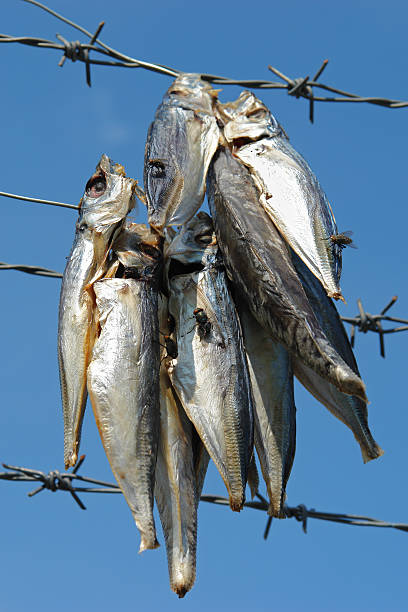 Fly on Salted Fish 2 stock photo