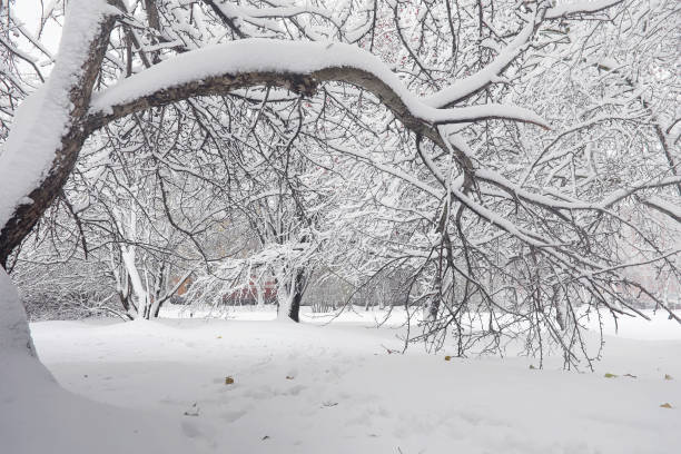 istock Snow-covered winter park and benches. Park and pier for feeding 914879600