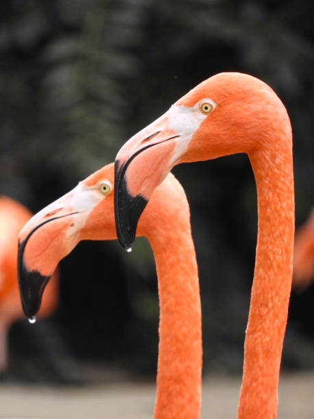 Flamingo Duo stock photo