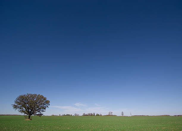 Lone Tree em campo - foto de acervo