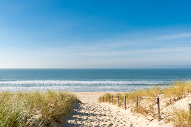 흰 족제비 (bassin d'arcachon, 프랑스), 모자 라 플 라 데 언덕 - sand dune 뉴스 사진 이미지