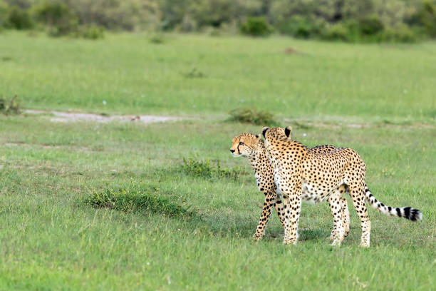 istock Cheetahs Hunting / preying 914882750