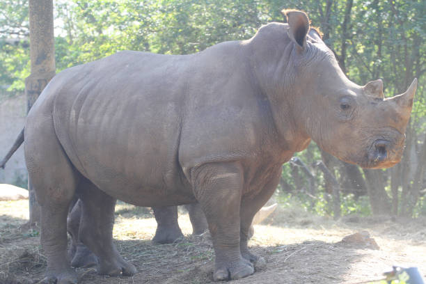 istock white rhino with group in safari. 914883124