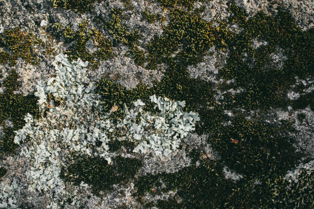 Moss texture. Mossy stone background. Green moss on the stone. Organic texture and background for design. Closeup view of green moss. Natural texture and background for designers. Moss stone wall.