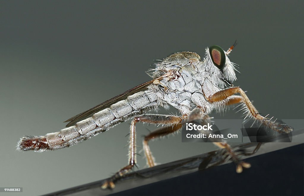 Mosquito - Royalty-free Animal Foto de stock