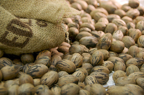 Raccolta di noci pecan - foto stock