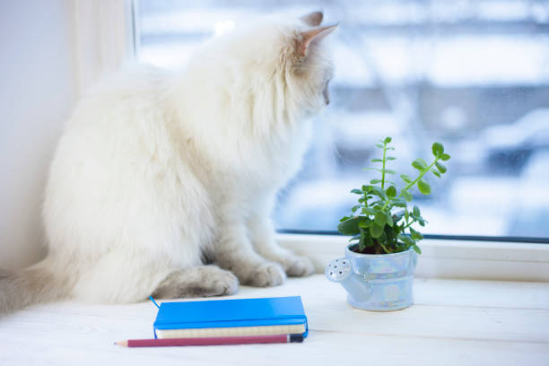 istock A siberian cat on a window sill 914886922