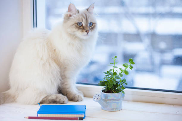 istock A siberian cat on a window sill 914887034