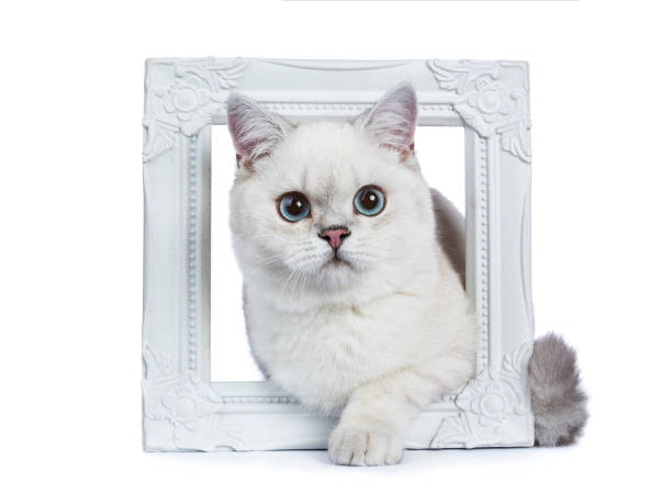 istock white Silver tabby seal point British Shorthair sitting / Laying isolated on withe background 914887042