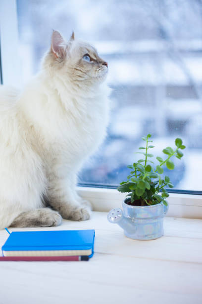 istock A siberian cat on a window sill 914887156