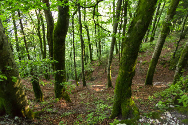istock Walkway Path of Green Trees in Forest 914887268