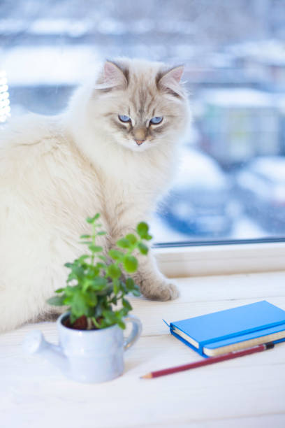 istock A siberian cat on a window sill 914887332