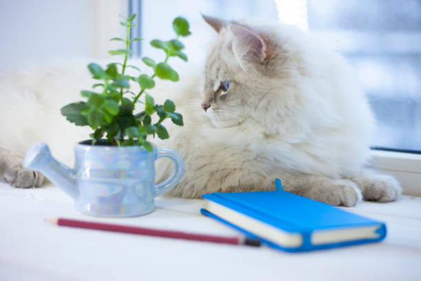 istock A siberian cat on a window sill 914887620