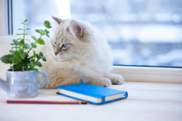 istock A siberian cat on a window sill 914887716