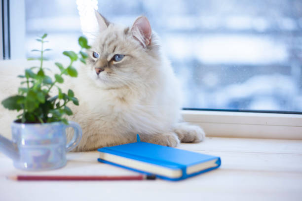 istock A siberian cat on a window sill 914887800