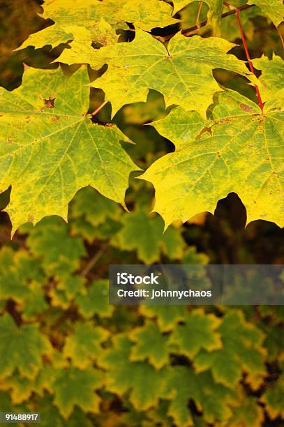 Осенние Листья — стоковые фотографии и другие картинки Абстрактный - Абстрактный, Без людей, Вертикальный