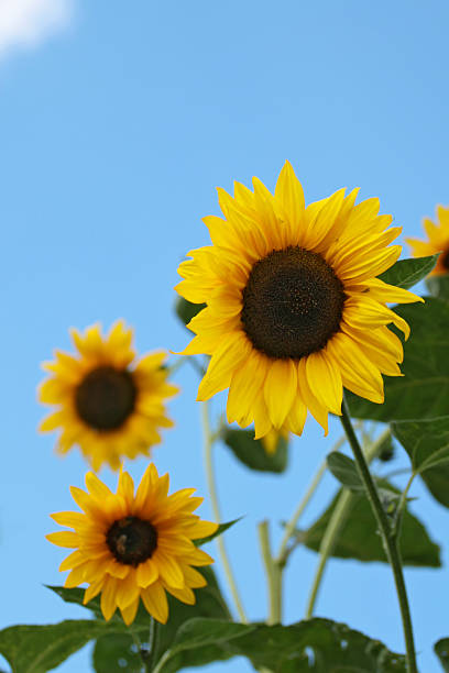 drei sonnenblumen - gblu stock-fotos und bilder