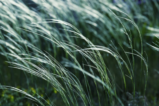 istock Feather grass in the meadow, beautiful outdoor background 914891918