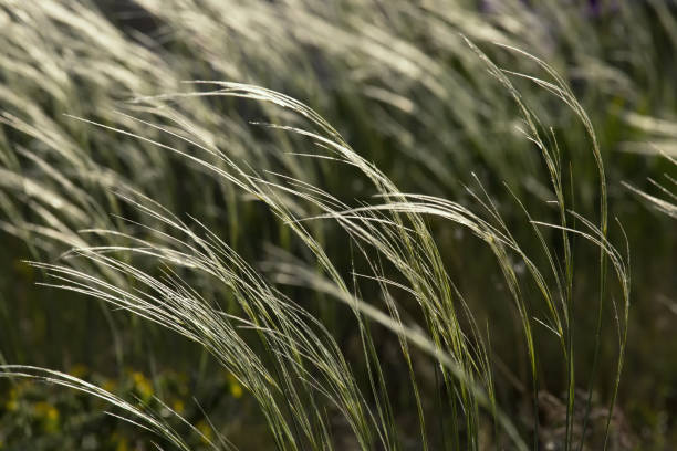 istock Feather grass in the meadow, beautiful outdoor background 914891922