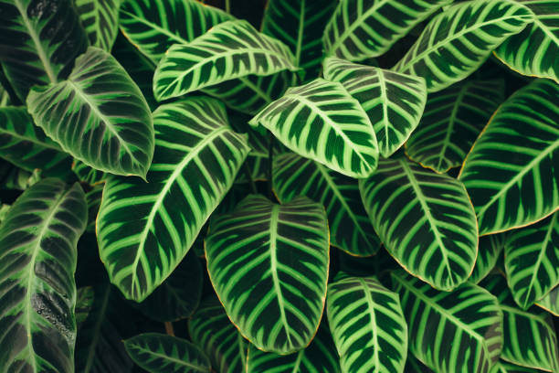 istock Juicy green leaves background 914895000