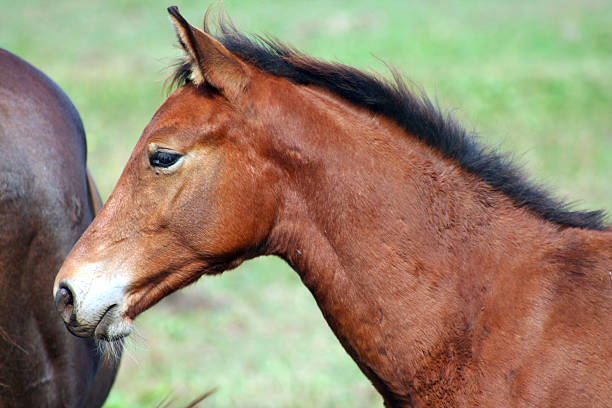 istock Brown Colt horse 91489588