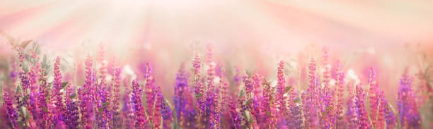 istock Selective and soft focus on purple flowers in meadow in spring - springtime 914896260