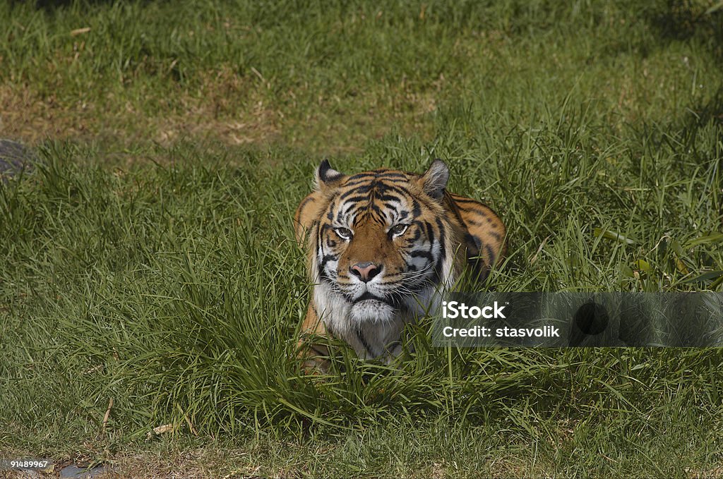 Bengal tiger in the grass 1  Ambush Stock Photo