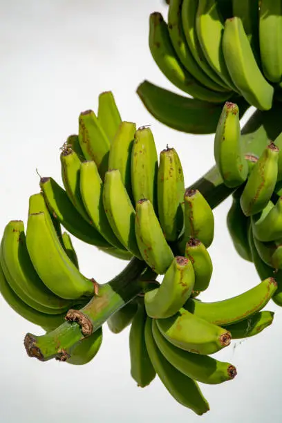 Banana plantation, bunch of green banana riping on banana tree, Canary Islands