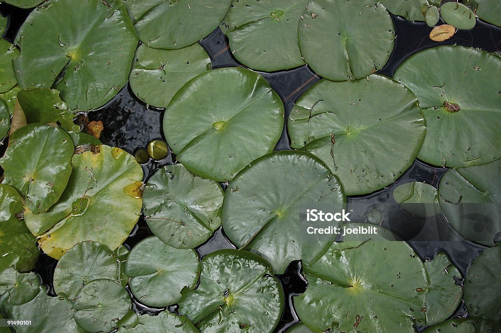 lilies de agua - Foto de stock de Agua libre de derechos