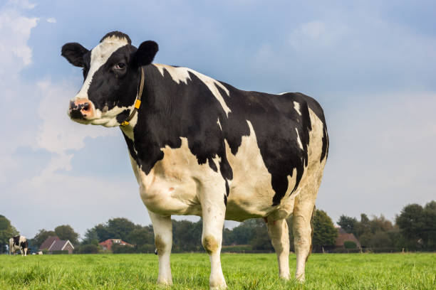 vaca holstein holandés blanco y negro en un prado - cow field dutch culture netherlands fotografías e imágenes de stock