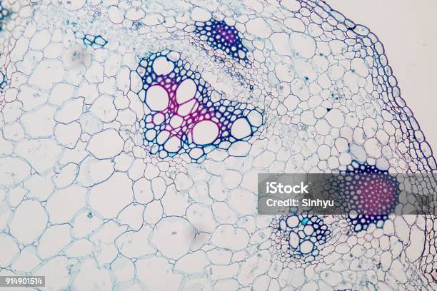Stelo Vegetale Trasversale Al Microscopio Per Listruzione In Classe - Fotografie stock e altre immagini di Cellula