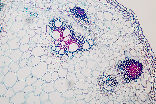Cross-section Plant Stem under the microscope for classroom education.