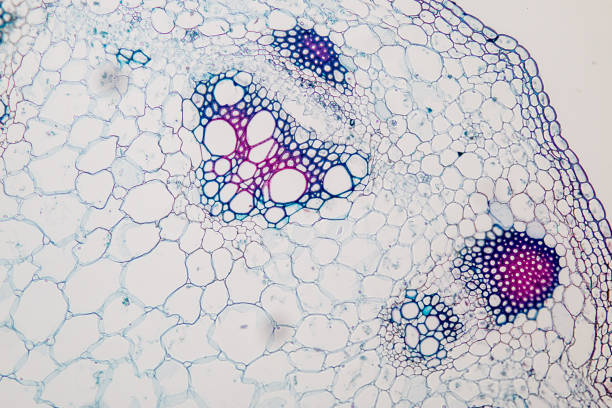 haste de planta de seção transversal sob o microscópio para a educação de sala de aula. - brain cells - fotografias e filmes do acervo