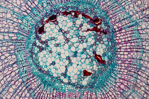 Cross-section Plant Stem under the microscope for classroom education.