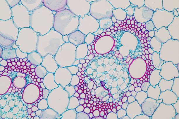istock Cross-section Plant Stem under the microscope for classroom education. 914901956