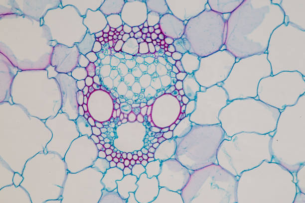 istock Cross-section Plant Stem under the microscope for classroom education. 914902022