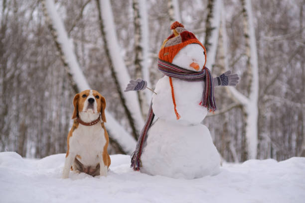 istock Beagle dog and snowman in the woods 914905024