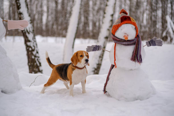 istock Beagle dog and snowman in the woods 914905054