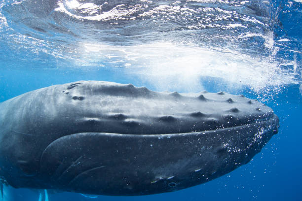 buckelwal knapp unter der oberfläche - walfang stock-fotos und bilder
