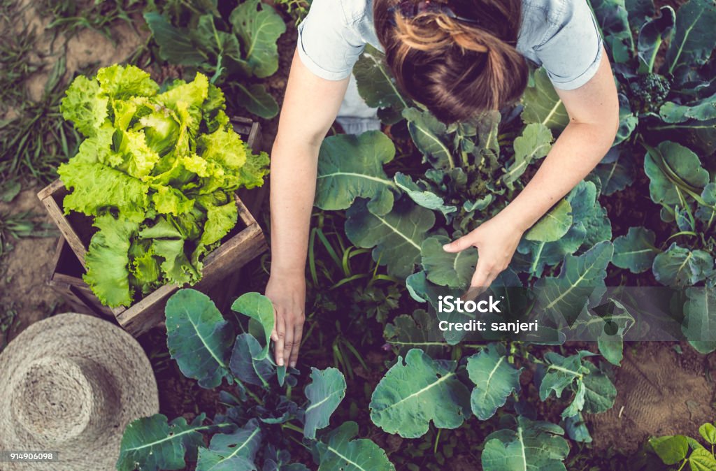 Young Woman Harvesting Home Grown Lettuce Vegetable Garden Stock Photo