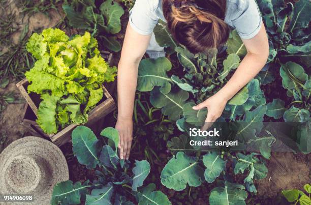 Young Woman Harvesting Home Grown Lettuce Stock Photo - Download Image Now - Vegetable Garden, Agriculture, Vegetable