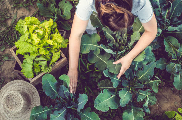 young woman harvesting home grown lettuce - gardens imagens e fotografias de stock