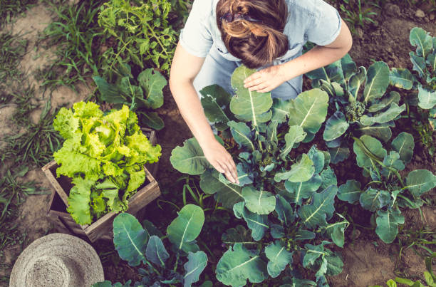 istock Young Woman Harvesting Home Grown Lettuce 914906150