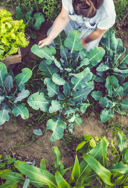 istock Young Woman Harvesting Home Grown Lettuce 914906156