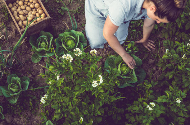 Young Woman Harvesting Home Grown Lettuce