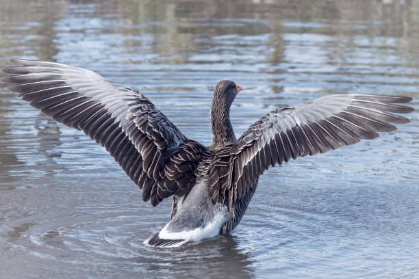 Birds,Geese,Wildlife,Animals,Nature