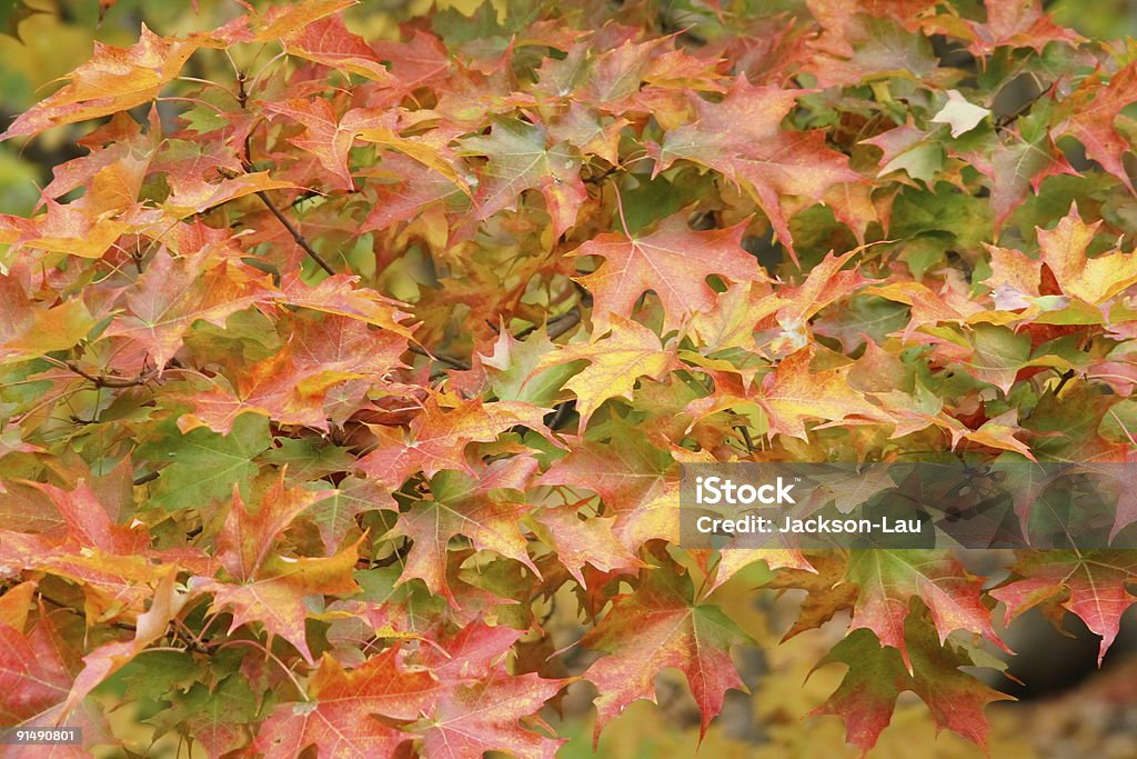 Automne spectaculaire - Photo de Arbre libre de droits